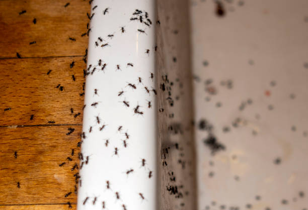 Best Bed Bug Extermination  in Dunkirk, MD